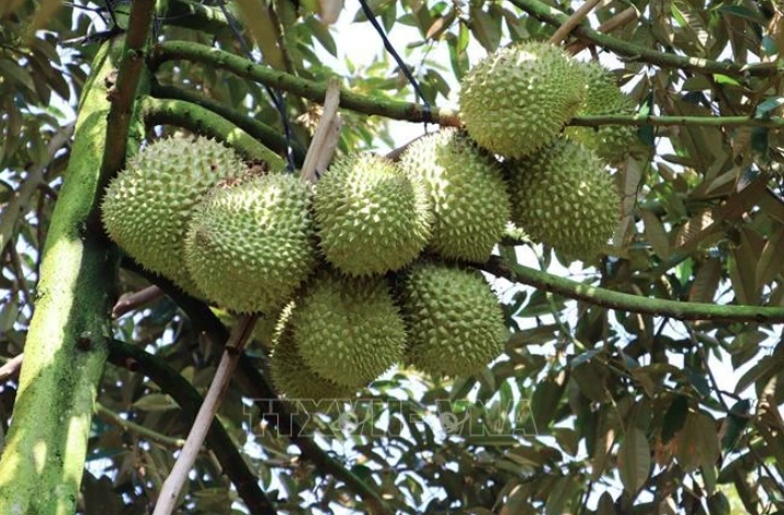 Thailand becomes Vietnam's second largest durian importer